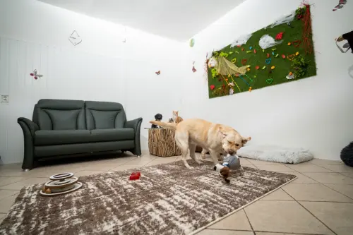Pokoj Standard - hotel pro psy Teplice