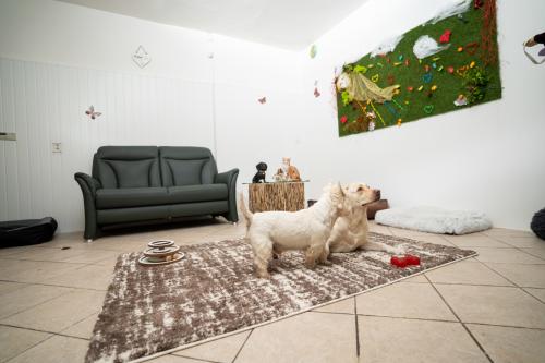 Pet hotel Teplice - pokoj pro psy standard